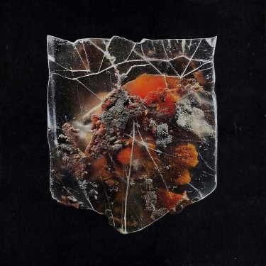 SHIELDS - DEATH & CONNECTION