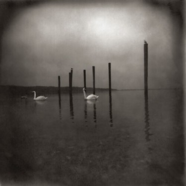 OM - CONFERENCE OF THE BIRDS