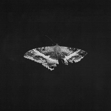 LAMAR KENDRICK - TO PIMP A BUTTERFLY