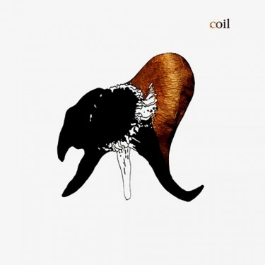 COIL - BLACK ANTLERS